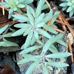 Linaria alpina Leaf