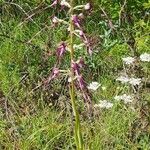 Himantoglossum calcaratum Blüte