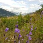 Campanula rotundifolia花