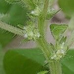 Parietaria debilis Flors