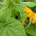 Thunbergia alata पत्ता