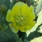 Opuntia stricta Arall