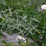 Cerastium gibraltaricum Hábito