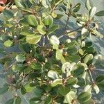 Pittosporum viridiflorum Листок