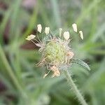 Plantago indica Blüte