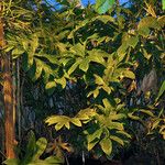 Lasia spinosa Hoja