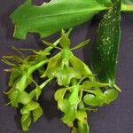 Epidendrum incomptum Flor