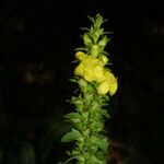 Dasistoma macrophylla 花