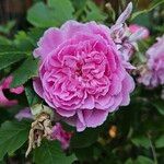 Rosa gallica Кветка