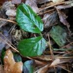 Rubus hispidus Leaf