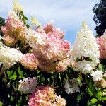 Hydrangea paniculata फूल