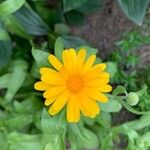 Calendula officinalisFloare