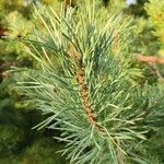 Pinus sylvestrisЛист