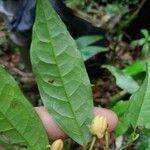 Anaxagorea prinoides Leaf