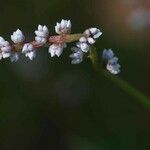 Celosia trigyna Kwiat