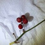 Smilax rotundifolia Frugt