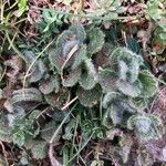 Teucrium pyrenaicum Leaf