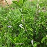 Barleria volkensii Leaf