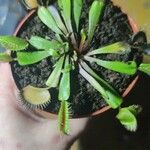 Dionaea muscipula List