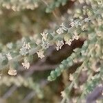 Salsola vermiculata Kwiat