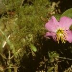 Rhexia virginica Blüte