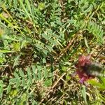 Hedysarum candidum Yaprak
