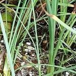 Typha angustifolia Leaf