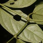 Piper concinnifolium Blatt