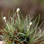 Armeria girardii ശീലം