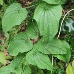 Smilax lasioneura Leaf