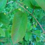 Amelanchier lamarckii पत्ता