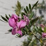 Virgilia oroboides Květ