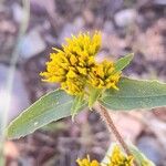 Flaveria bidentis Flower