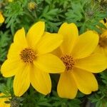 Bidens ferulifolia 花