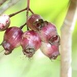 Syzygium cymosum Плод