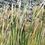 Typha orientalis Leaf