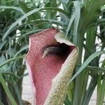 Helicodiceros muscivorus ফুল