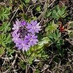 Primula algida Flor