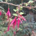 Fuchsia magellanicaFiore