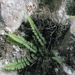 Asplenium adulterinum आदत