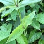 Stellaria aquatica Foglia