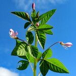 Cleome rutidosperma Flor