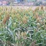 Sorghum bicolorFlor