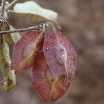 Terminalia stenostachya Fruit