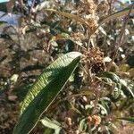 Tarchonanthus camphoratus Leaf