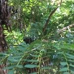 Cordyla africana Leaf