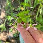 Sabatia angularis Leht