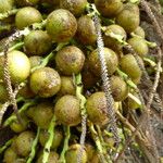 Acrocomia aculeata Fruto