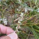 Polygonum maritimumÕis