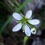 Sabulina austriaca Bloem